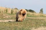 CHOW CHOW 036